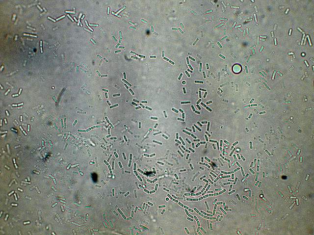 Cordyceps spec.